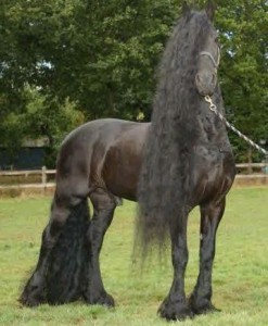 Obrazek