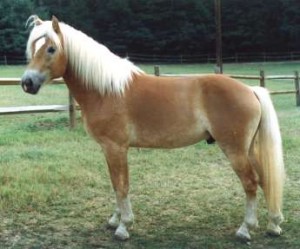Obrazek